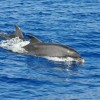 Unsere geliebten Reisebegleiter, die Delphine. Leider soll es in der mittleren Ägäis nur noch ca 500 davon geben.  Passt auf Euch auf......