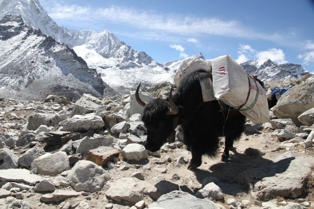  Yak auf dem Weg zum Everest Base Camp