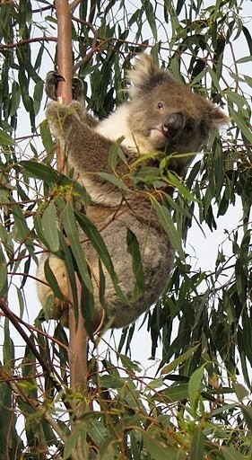 koala bear Australia