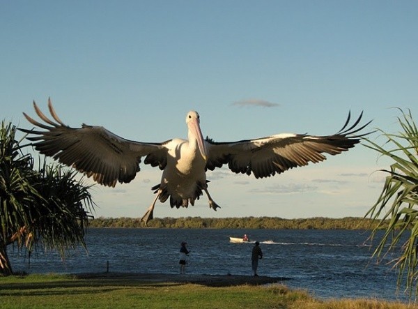 pelican Australia