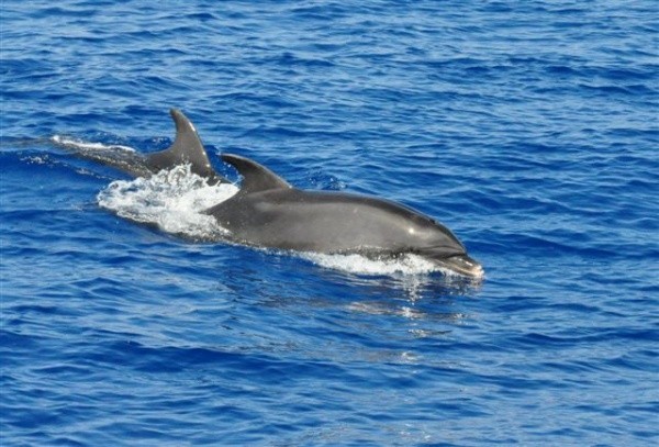 Unsere geliebten Reisebegleiter die Delphine Leider soll es in der mittleren Aegaeis