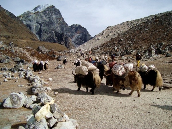Versorgungstrupp Mt Everest Basislager