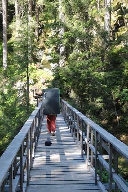 Der Magic Wood_156459